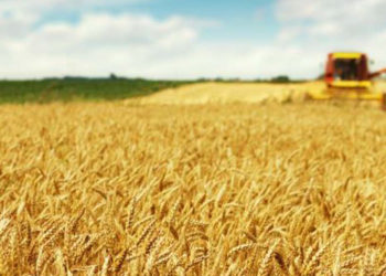 agriculture en Tunisie news