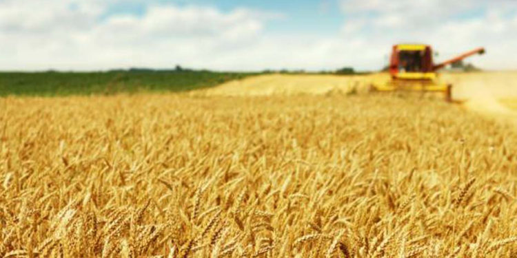 agriculture en Tunisie news