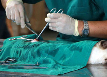 vétérinaire abdelmajid ben gayess