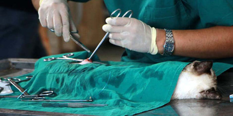 vétérinaire abdelmajid ben gayess