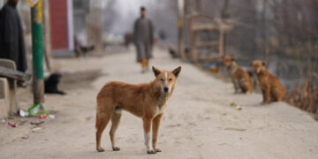 Rage : un numéro vert est mis en place par le ministère de la Santé.