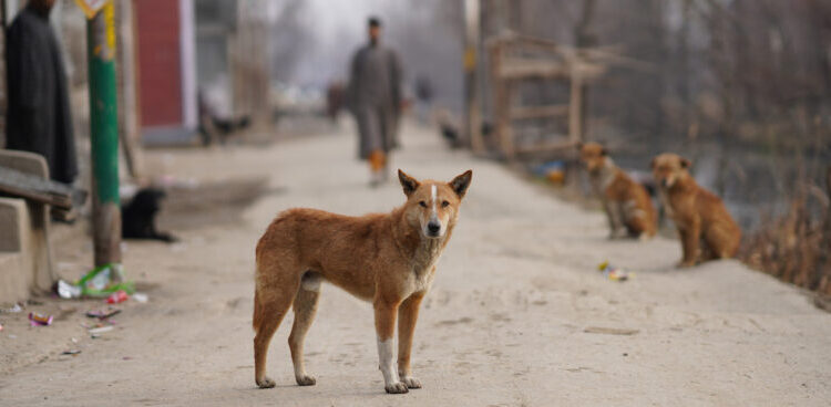 Rage : un numéro vert est mis en place par le ministère de la Santé.