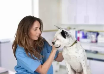 Début septembre, la campagne nationale de vaccination des animaux contre la rage débutera.