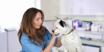 Début septembre, la campagne nationale de vaccination des animaux contre la rage débutera.